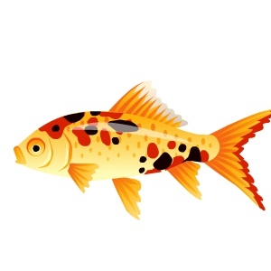 Black Spot Goldfish